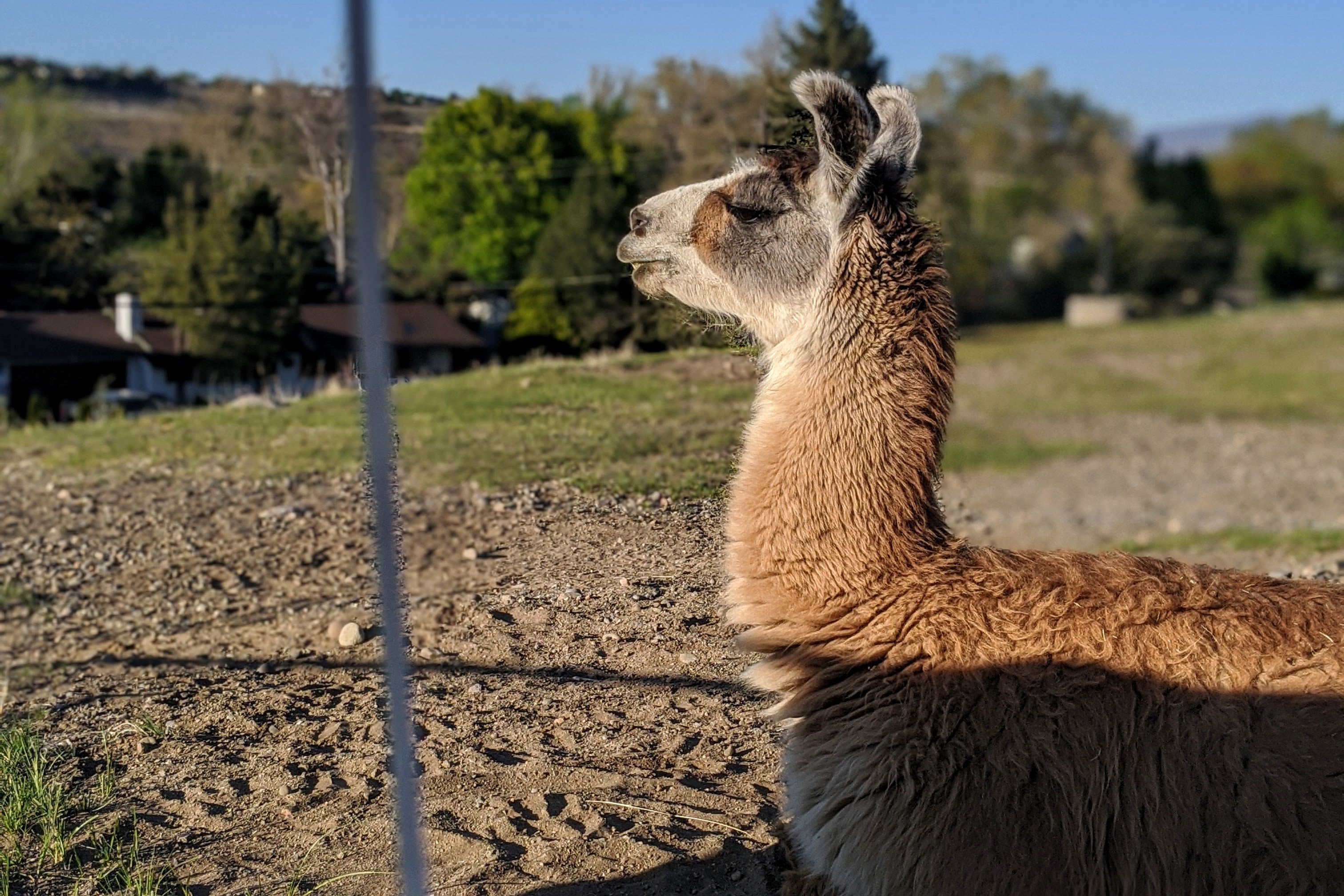 A Micro Adventure & A Llama Named Mark