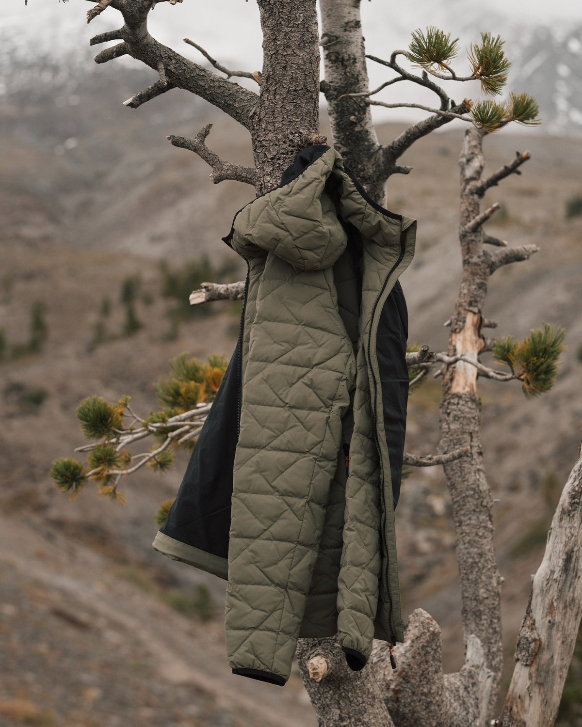 #color_olive green